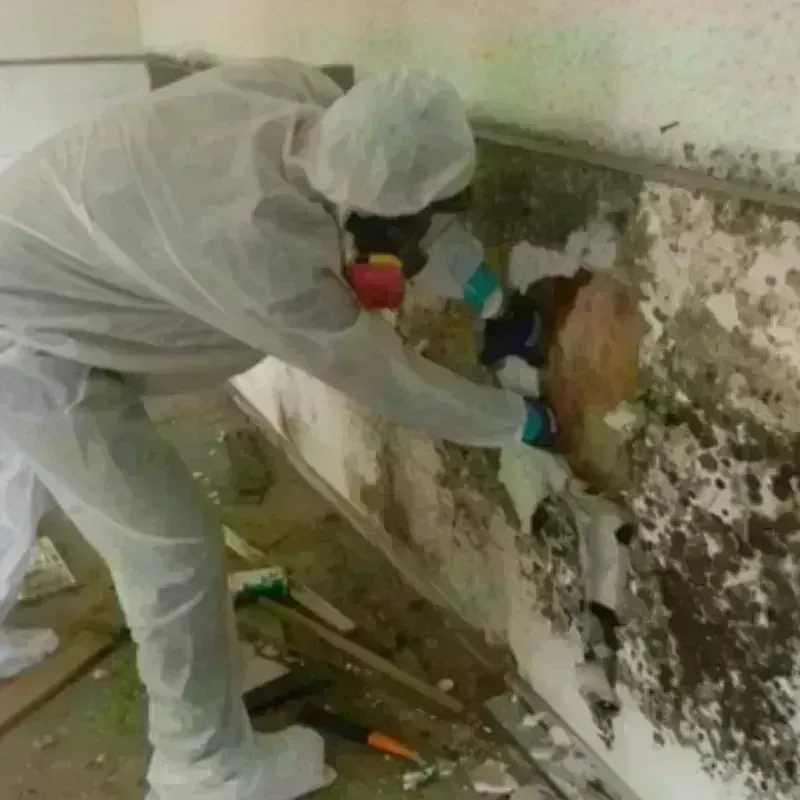 Mold Remediation and Removal in Saginaw, MI